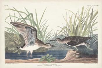 Pl. 289 Solitary Sandpiper | Obraz na stenu