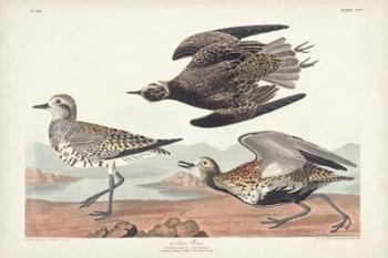 Pl. 300 Golden Plover | Obraz na stenu