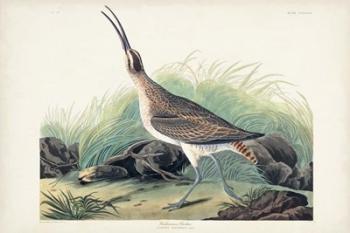 Pl. 237 Hudsonian Curlew | Obraz na stenu