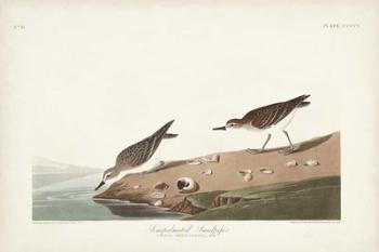 Pl. 405 Semipalmated Sandpiper | Obraz na stenu