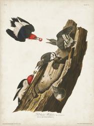 Pl. 27 Red-headed Woodpecker | Obraz na stenu