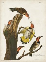 Pl. 37 Gold-winged Woodpecker | Obraz na stenu