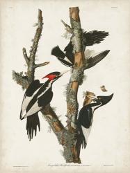 Pl. 66 Ivory-billed Woodpecker | Obraz na stenu