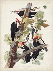 Pl. 111 Pileated Woodpecker | Obraz na stenu