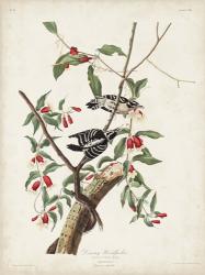 Pl. 112 Downy Woodpecker | Obraz na stenu
