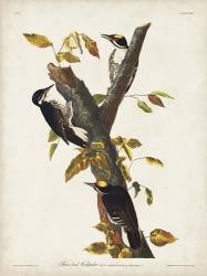 Pl. 132 Three-toed Woodpecker | Obraz na stenu