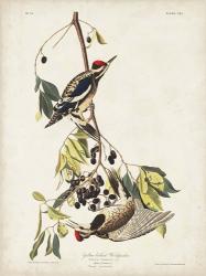 Pl. 190 Yellow-bellied Woodpecker | Obraz na stenu