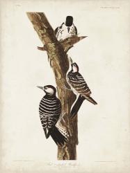 Pl. 389 Red-cockaded Woodpecker | Obraz na stenu