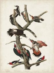 Pl. 416 Hairy Woodpecker | Obraz na stenu