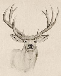 Natural Buck I | Obraz na stenu