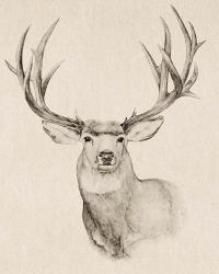 Natural Buck II | Obraz na stenu