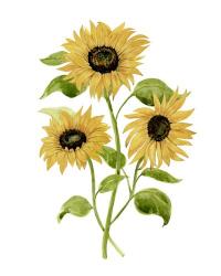 Sunflower Trio I | Obraz na stenu