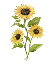 Sunflower Trio II | Obraz na stenu