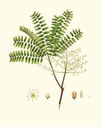 Spring Green Foliage VIII | Obraz na stenu