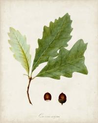 Antique Tree Study II | Obraz na stenu