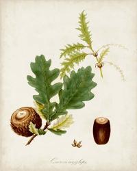 Antique Tree Study III | Obraz na stenu
