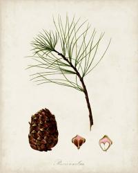 Antique Tree Study IV | Obraz na stenu
