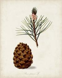 Antique Tree Study V | Obraz na stenu