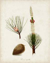Antique Tree Study VIII | Obraz na stenu