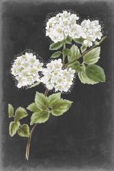 Dramatic White Flowers II | Obraz na stenu
