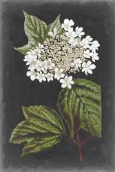 Dramatic White Flowers III | Obraz na stenu
