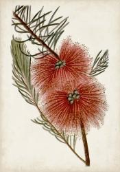 Bottle Brush Flower I | Obraz na stenu