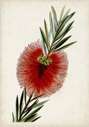 Bottle Brush Flower III | Obraz na stenu