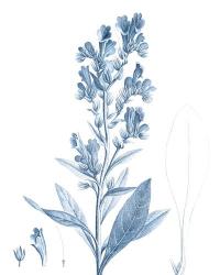 Antique Botanical in Blue III | Obraz na stenu