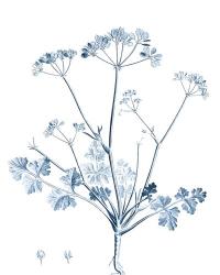 Antique Botanical in Blue IV | Obraz na stenu