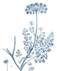 Antique Botanical in Blue V | Obraz na stenu