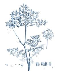 Antique Botanical in Blue VI | Obraz na stenu