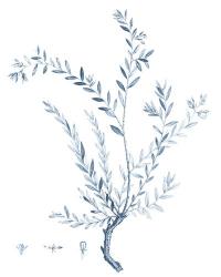 Antique Botanical in Blue VII | Obraz na stenu