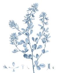 Antique Botanical in Blue VIII | Obraz na stenu