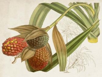 Tropical Foliage & Fruit III | Obraz na stenu
