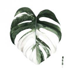 Variegated Monstera I | Obraz na stenu