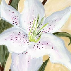White Lily I | Obraz na stenu