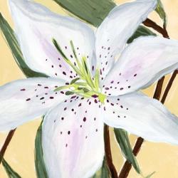 White Lily II | Obraz na stenu