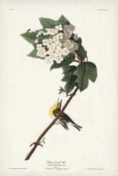 Pl. 119 Yellow-throated Vireo | Obraz na stenu