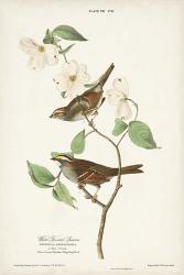 Pl.8 White-throated Sparrow | Obraz na stenu