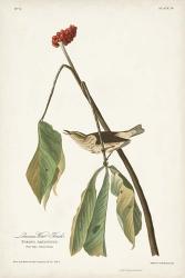 Pl. 19 Louisiana Water Thrush | Obraz na stenu