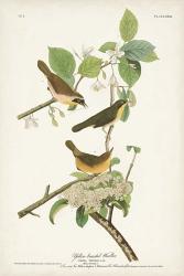 Pl. 23 Yellow-breasted Warbler | Obraz na stenu