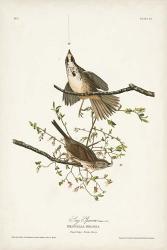 Pl. 25 Song Sparrow | Obraz na stenu