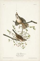 Pl. 25 Song Sparrow | Obraz na stenu