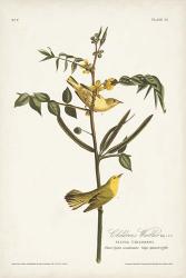 Pl. 35 Children's Warbler | Obraz na stenu