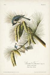 Pl. 39 Crested Titmouse | Obraz na stenu