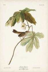 Pl. 64 Swamp Sparrow | Obraz na stenu