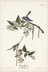 Pl. 84 Bluegrey Flycatcher | Obraz na stenu