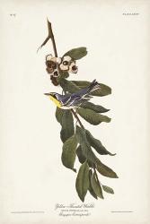 Pl. 85 Yellow-throated Warbler | Obraz na stenu