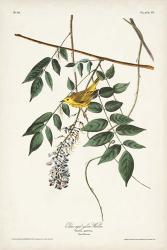 Pl. 95 Blue-eyed Yellow Warbler | Obraz na stenu