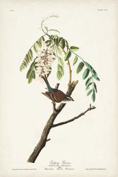 Pl. 104 Chipping Sparrow | Obraz na stenu